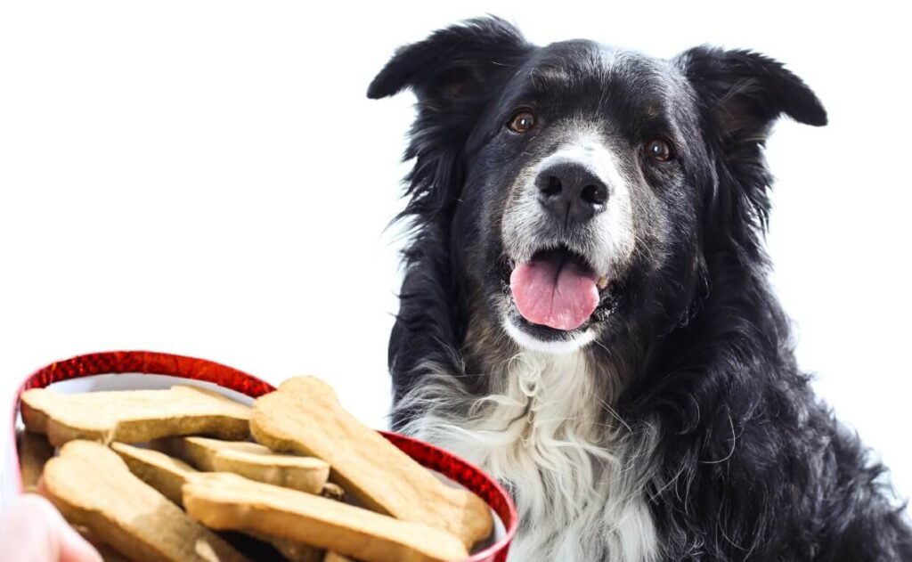 The Complete Guide to Dog Treats: Selecting the Finest for Your Pet Dog Treats