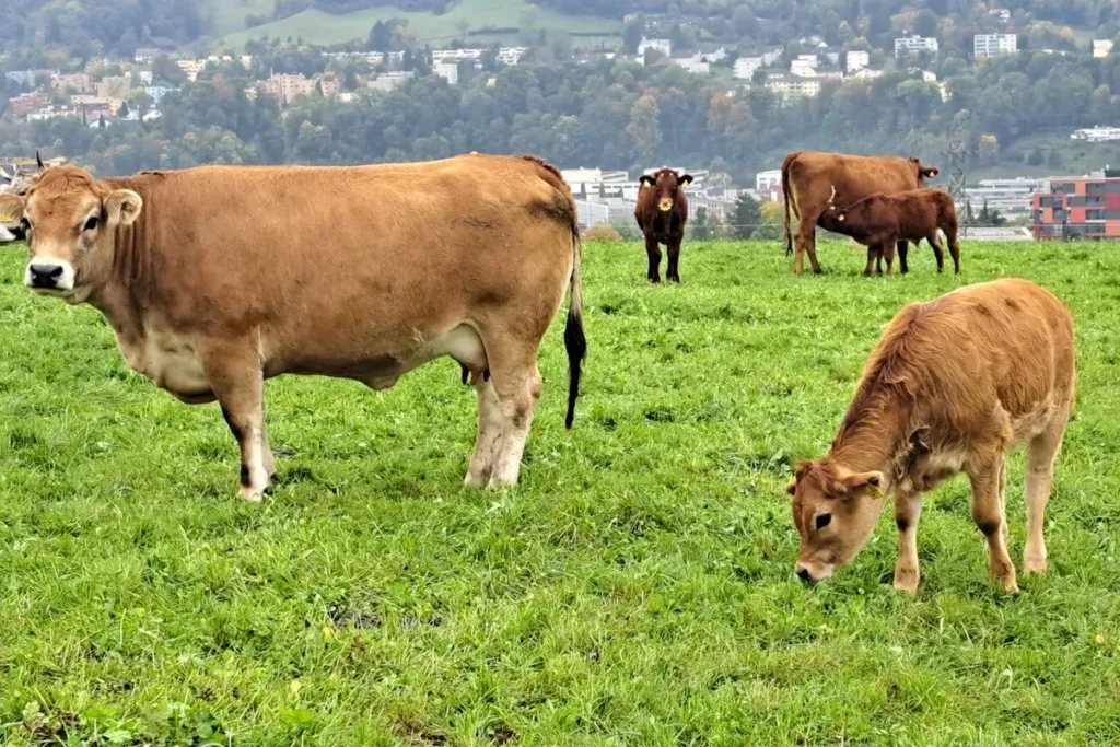 What I Wish I Knew Before Buying My First Bred Heifer buying a bred heifer