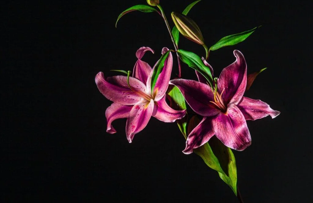 Exploring the Enigmatic Beauty of Lillyflower2003: A Journey Through Art and Inspiration