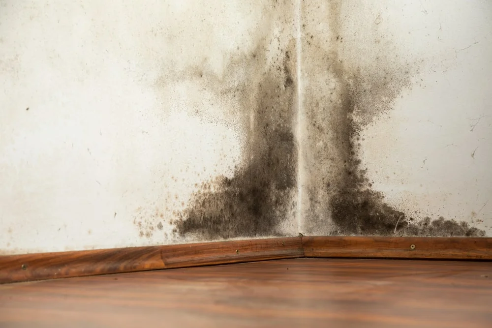 Assessing The Severity Of Mold Exposure: From Mild To Hazardous Mold Exposure