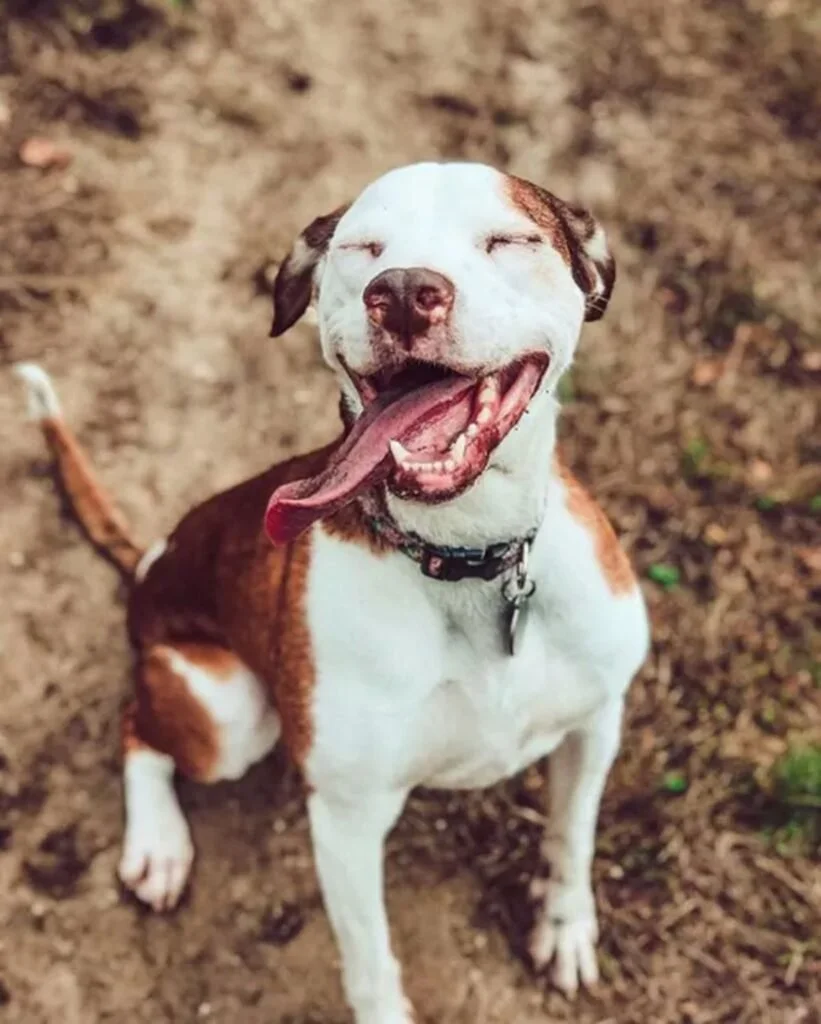 What the Heckin Dog: A Celebration of Our Canine Companions what the heckin dog