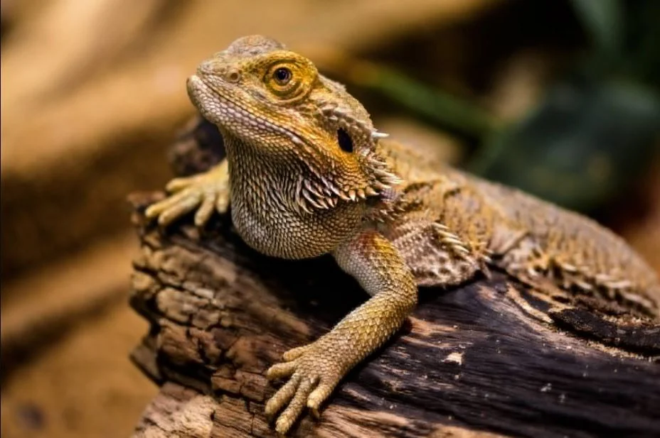 Bearded Dragon Tank Setup: Your One-Stop Guide to Reptile Comfort bearded dragon tank setup