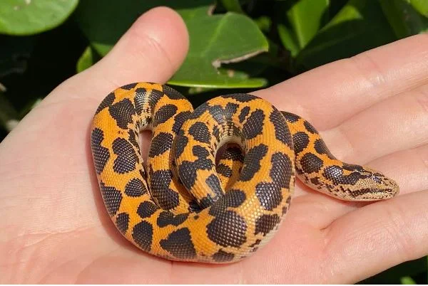 Should I be Keeping a Pet Reptile? reptile