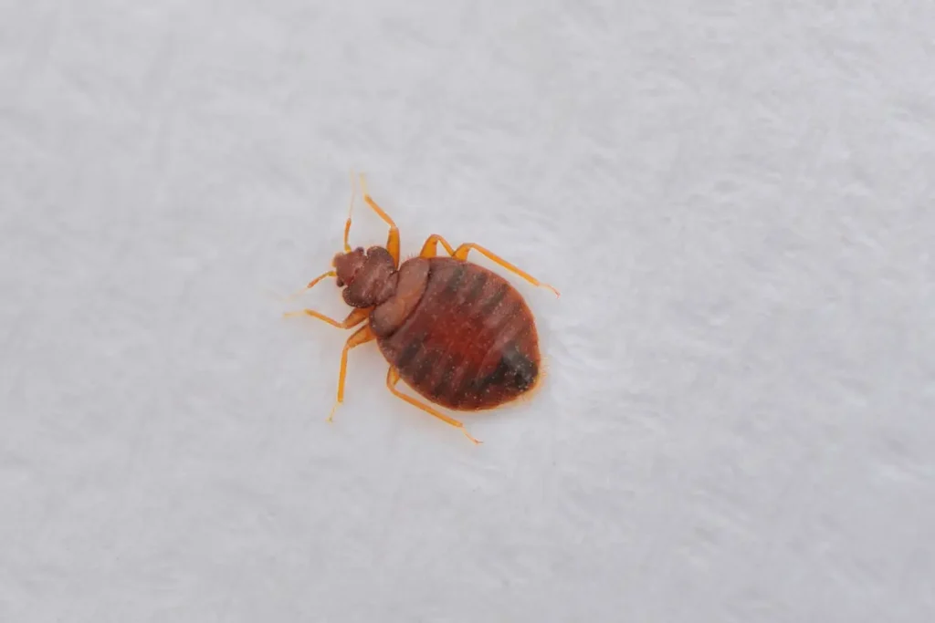 Bed bugs insecticides: how to choose the right solution for effective bed bug control Bed Bug Insecticides